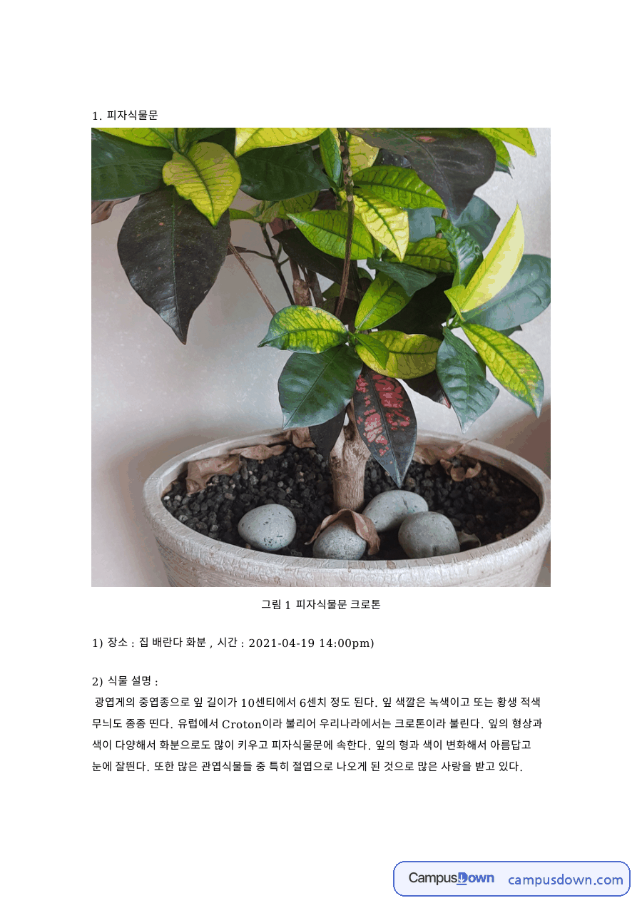 그림 1 피자식물문 크로톤 핵심 개념과 주요 내용 정리 자료의 첫 페이지 미리보기