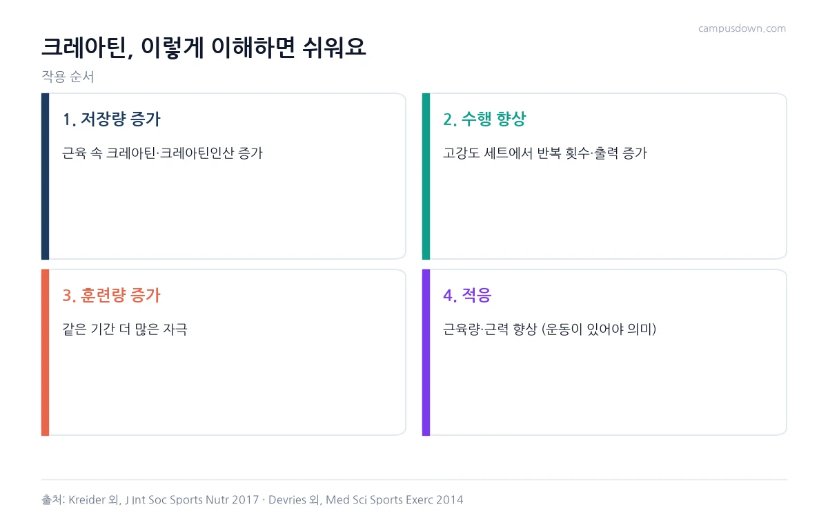 크레아틴 보충이 저장량 증가, 수행 향상, 훈련량 증가, 근육 적응으로 이어지는 순서를 보여 주는 인포그래픽
