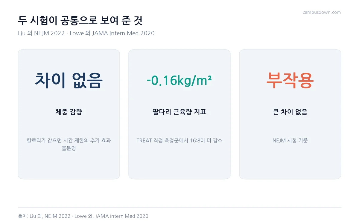 두 간헐적 단식 시험의 공통점으로 체중 감량 차이 없음, 16대8에서 근육량 지표 감소, 부작용 차이 없음을 정리한 카드