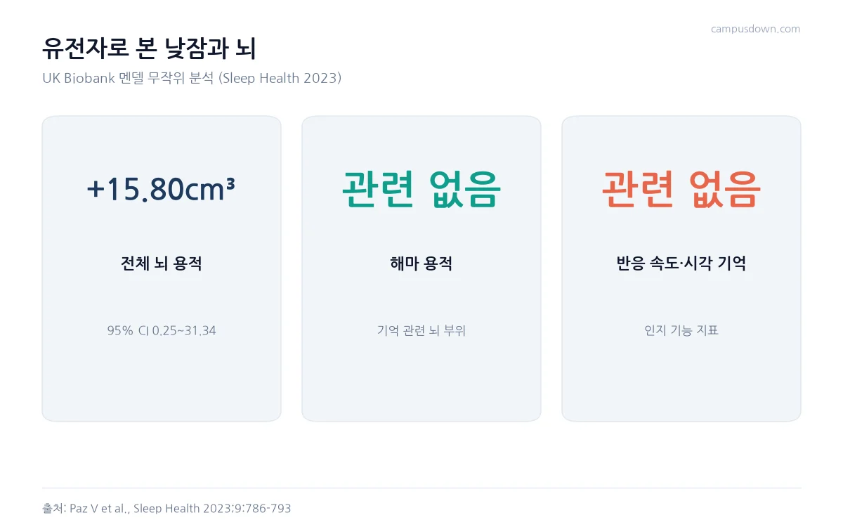 영국 바이오뱅크 유전 분석에서 습관적 낮잠과 전체 뇌 용적 15.80세제곱센티미터 증가, 해마 용적과 인지 기능은 관련 없음을 정리한 카드