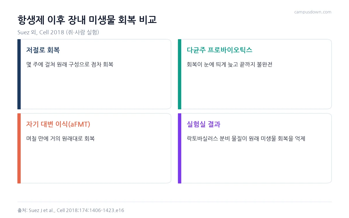 항생제 이후 저절로 회복한 군, 프로바이오틱스 복용군, 자기 대변 이식군의 장내 미생물 회복 차이를 정리한 인포그래픽